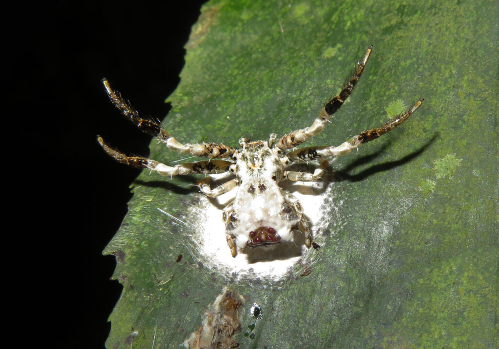 Bird Dropping Crab Spiders