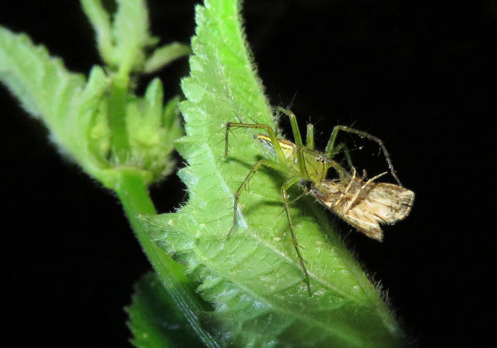 Lynx Spiders (Family Oxyopidae)