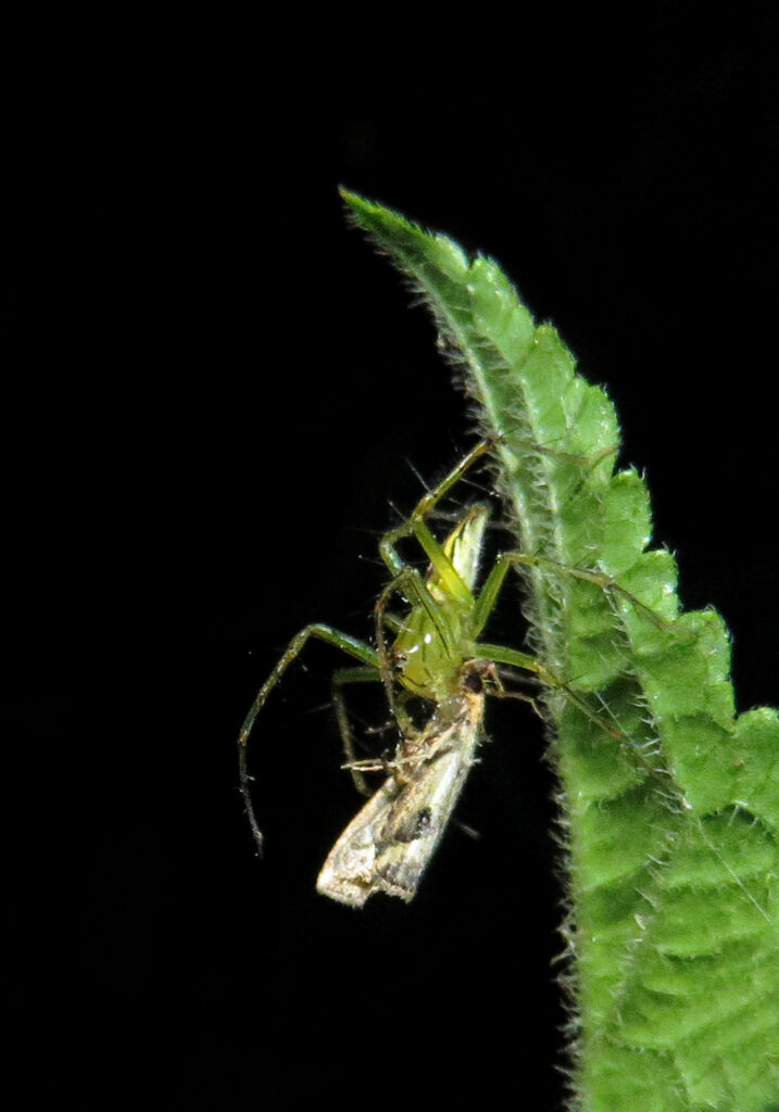 Lynx Spiders (Family Oxyopidae)