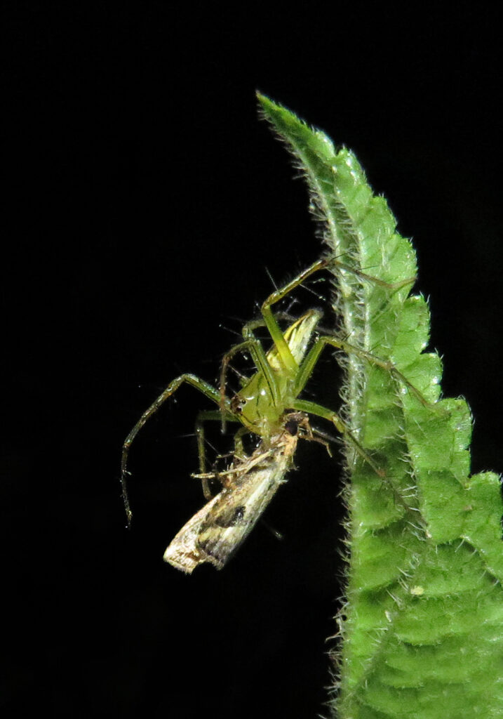 Lynx Spiders (Family Oxyopidae)