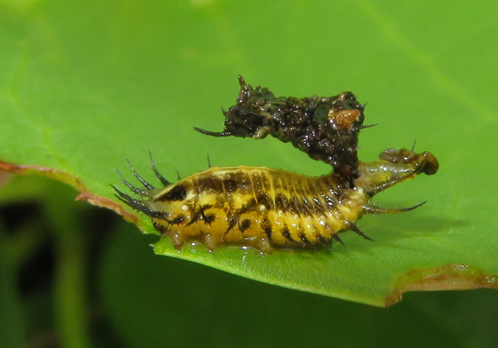Tortoise and Hispine Beetles