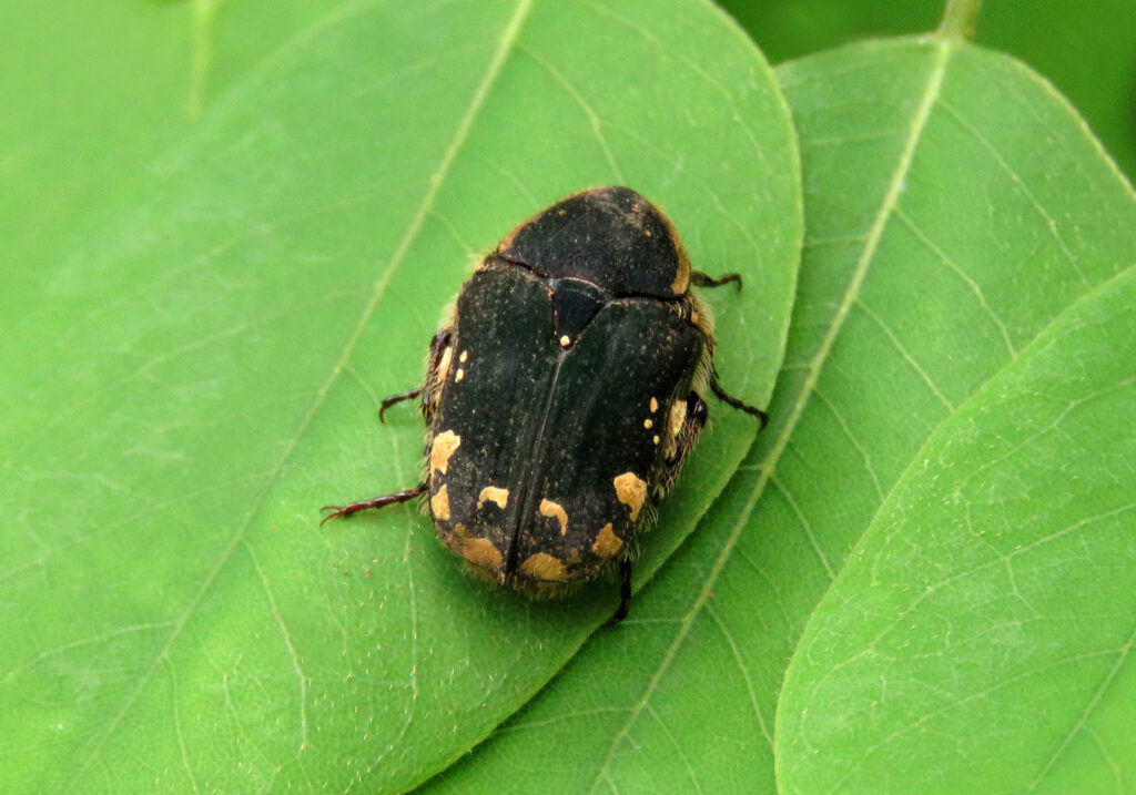 Scarabs (Family Scarabaeidae)