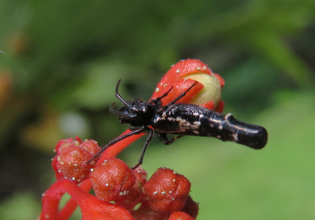 Trashline Orbweavers (Genus Cyclosa)