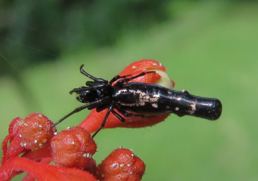 Trashline Orbweavers (Genus Cyclosa)