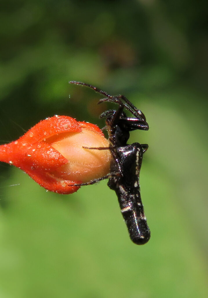 Trashline Orbweavers (Genus Cyclosa)