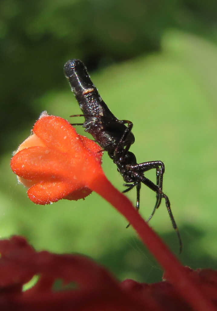 Trashline Orbweavers (Genus Cyclosa)