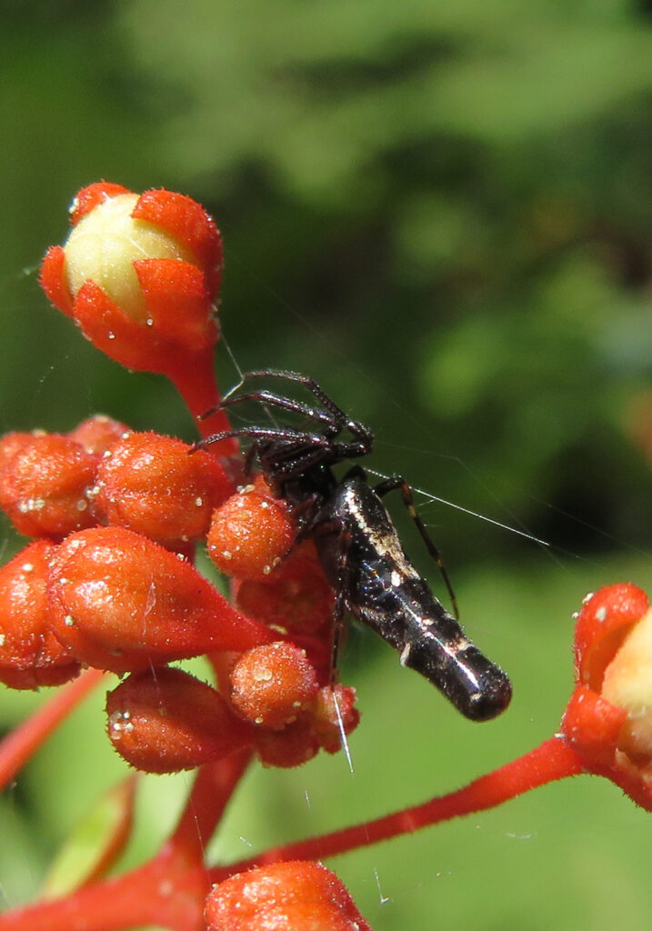 Trashline Orbweavers (Genus Cyclosa)