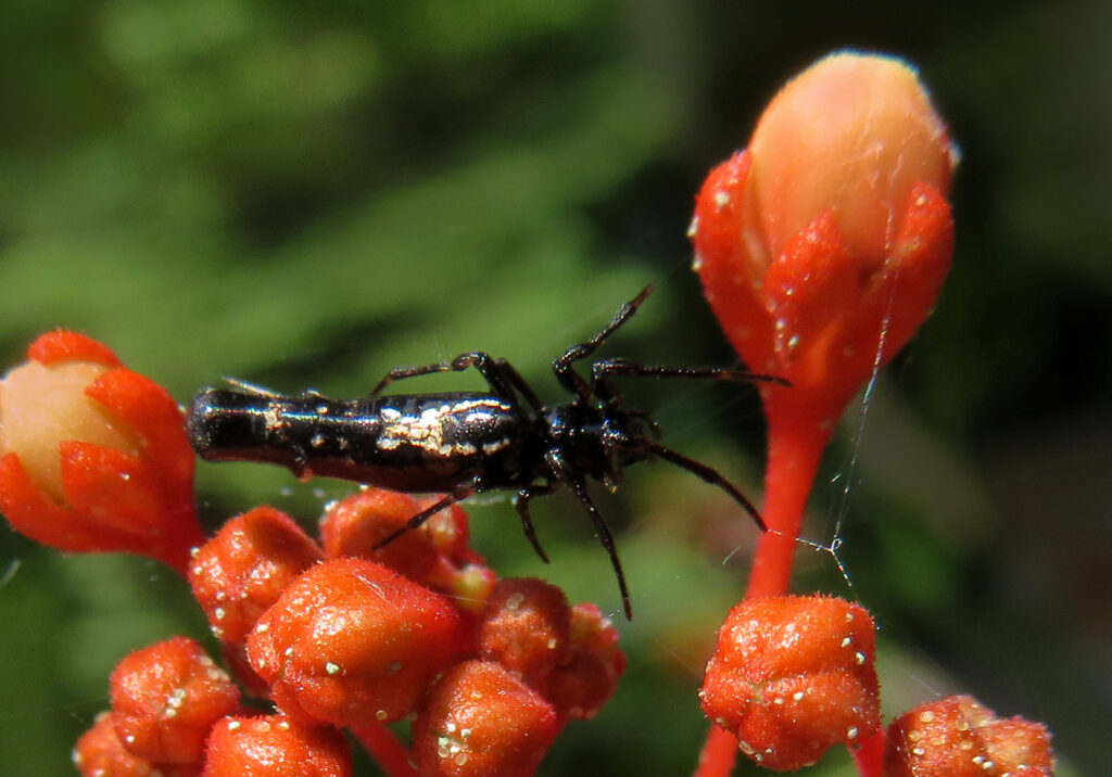 Trashline Orbweavers