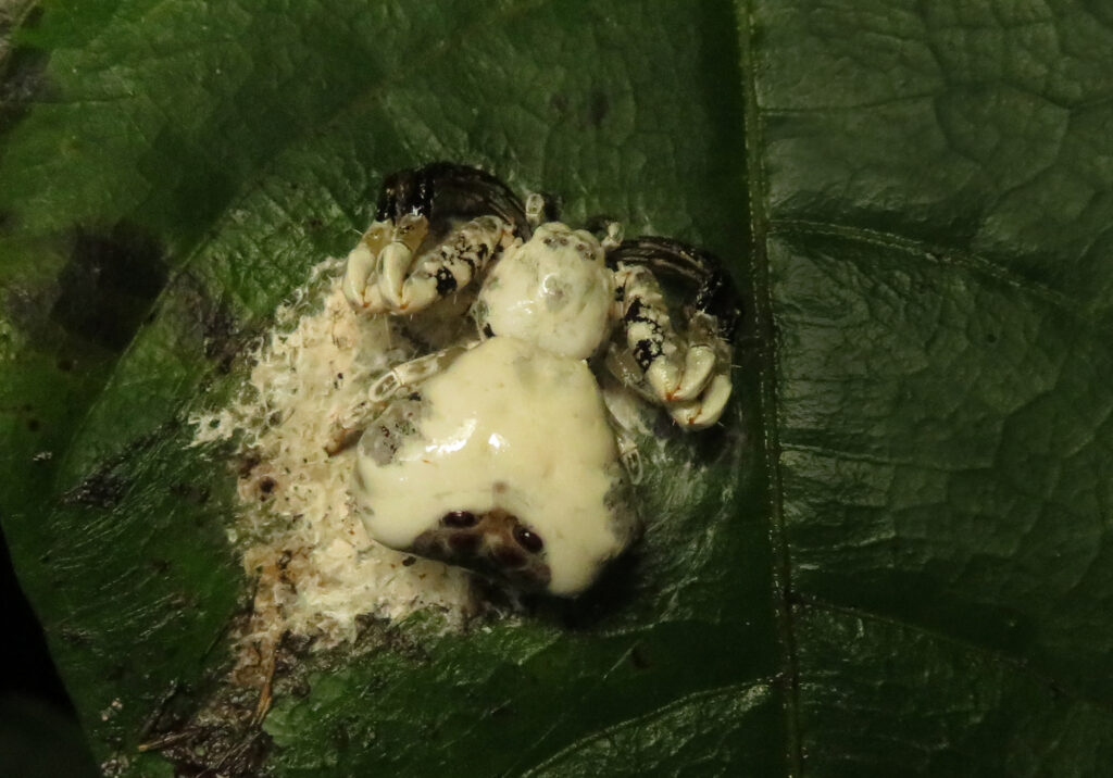 Bird Dropping Crab Spiders