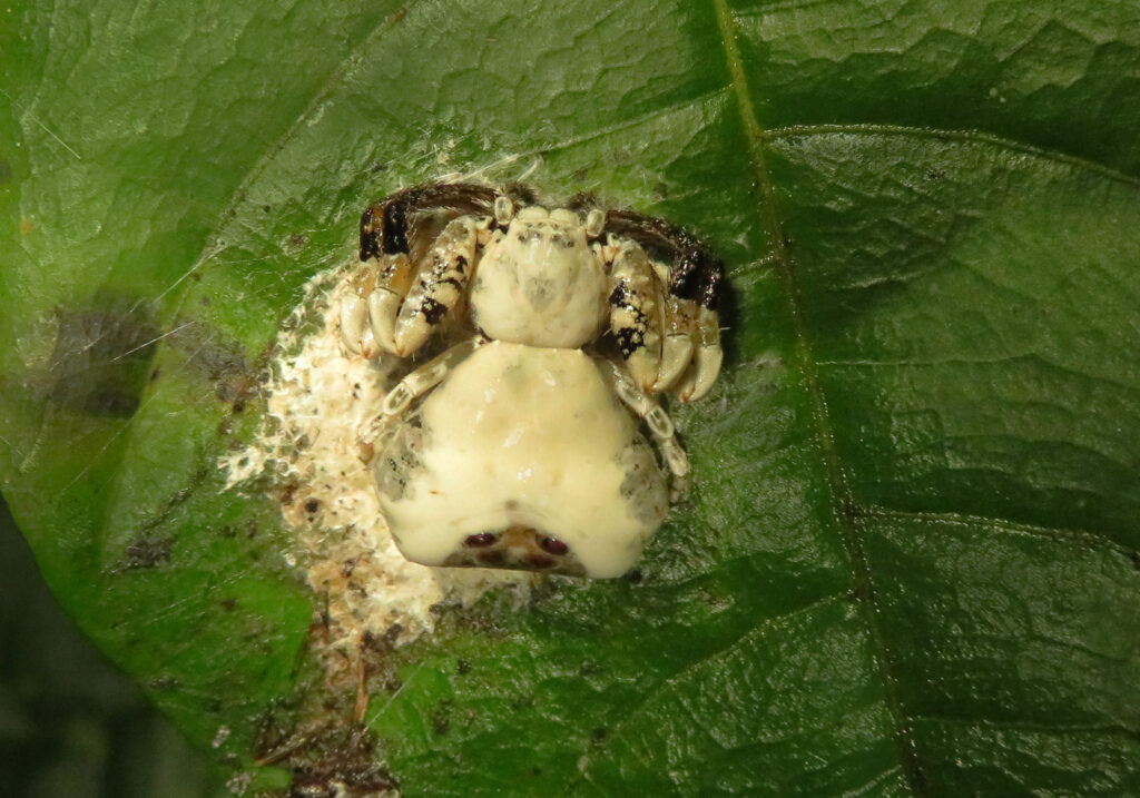 Bird Dropping Crab Spiders