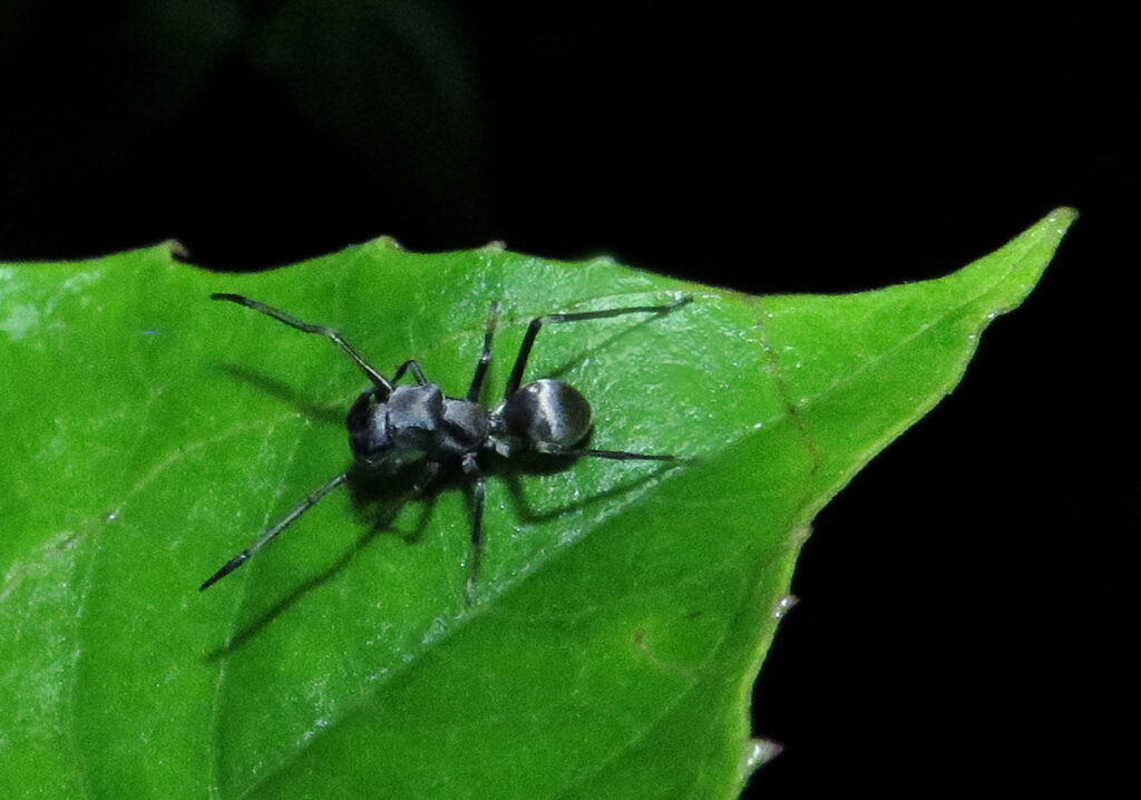 Genus Toxeus