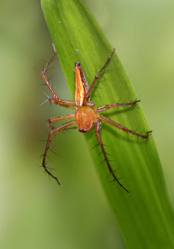 Lynx Spiders (Family Oxyopidae)