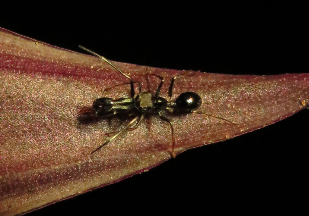 Laba-laba Peniru Semut (Genus Myrmarachne)