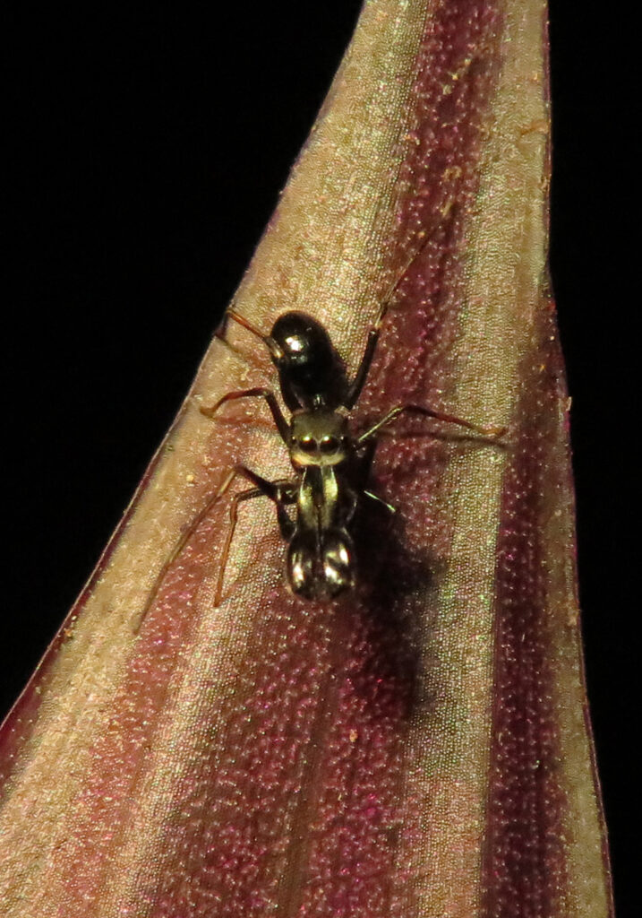 Laba-laba Peniru Semut (Genus Myrmarachne)