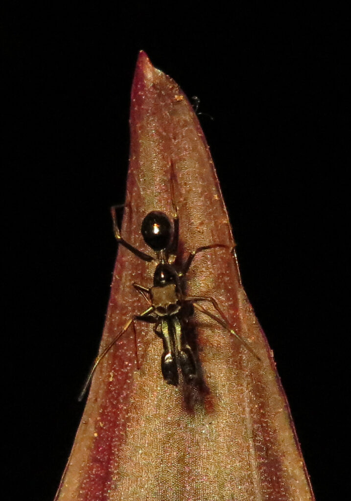 Laba-laba Peniru Semut (Genus Myrmarachne)