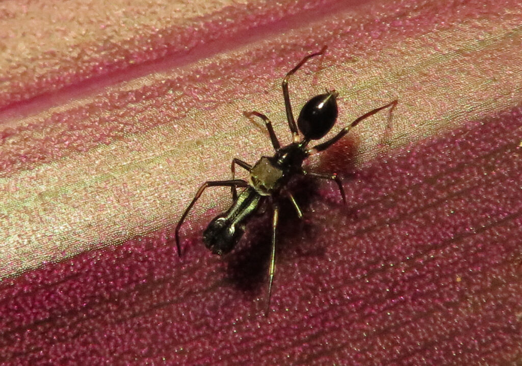 Laba-laba Peniru Semut (Genus Myrmarachne)