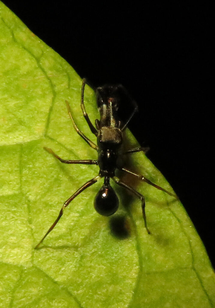 Laba-laba Peniru Semut (Genus Myrmarachne)