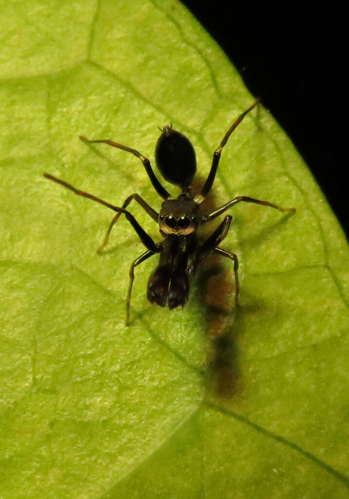 Laba-laba Peniru Semut (Genus Myrmarachne)