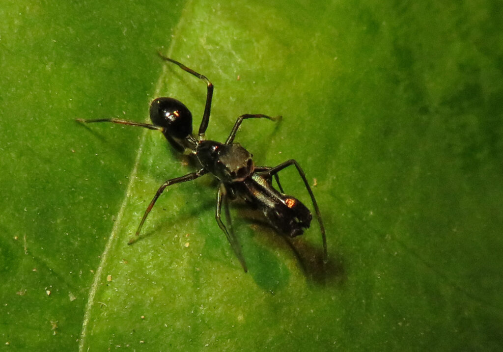 Laba-laba Peniru Semut (Genus Myrmarachne)