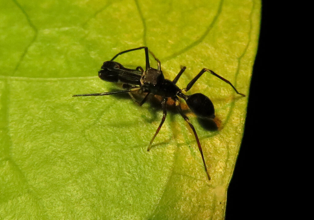 Laba-laba Peniru Semut (Genus Myrmarachne)