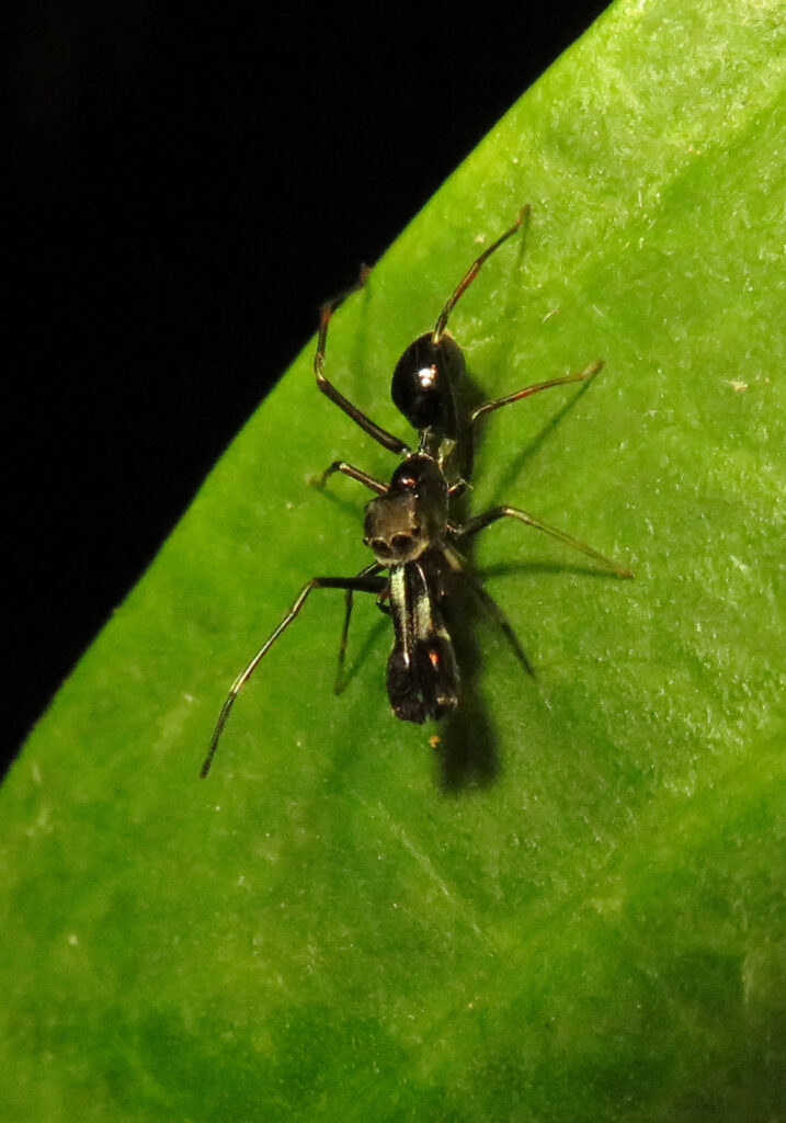 Laba-laba Peniru Semut (Genus Myrmarachne)