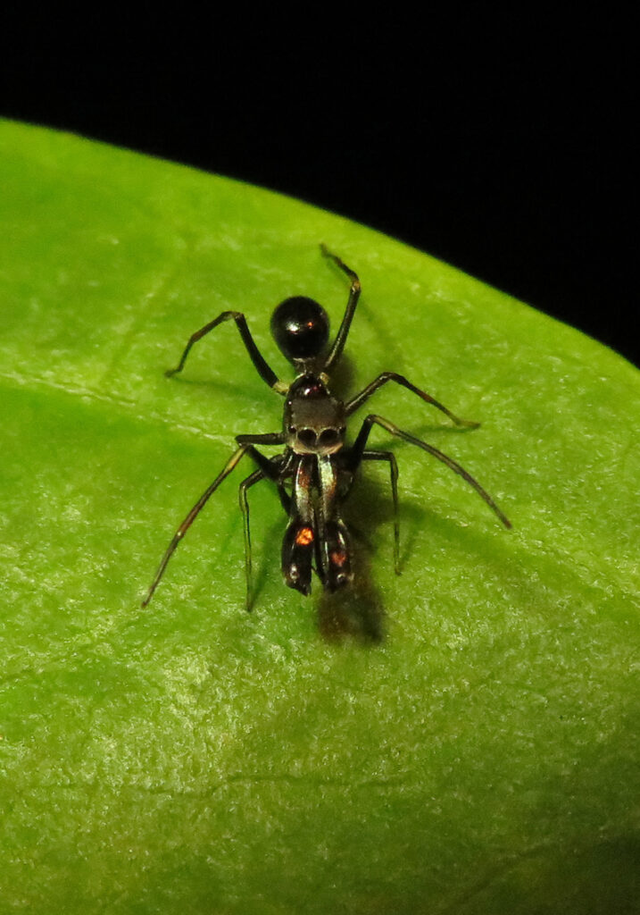 Laba-laba Peniru Semut (Genus Myrmarachne)