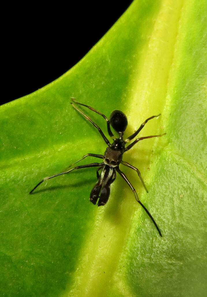 Laba-laba Peniru Semut (Genus Myrmarachne)