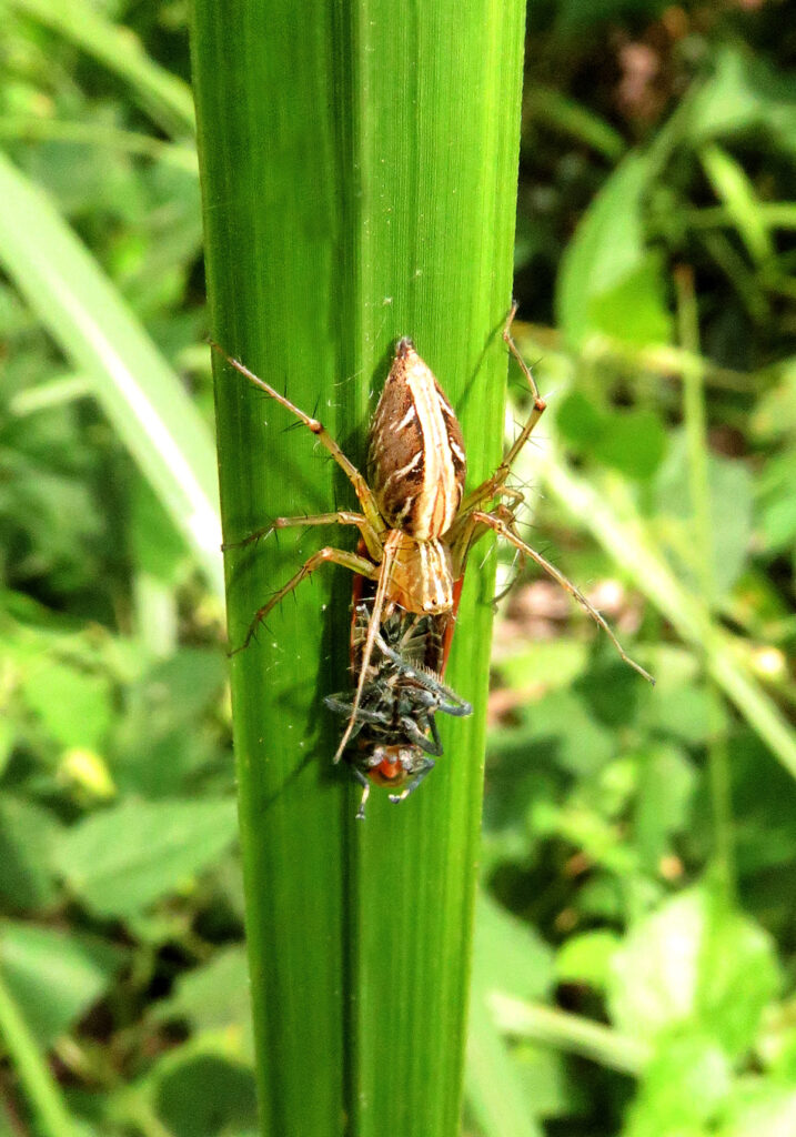 Lynx Spiders (Family Oxyopidae)