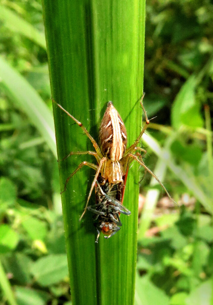 Lynx Spiders (Family Oxyopidae)