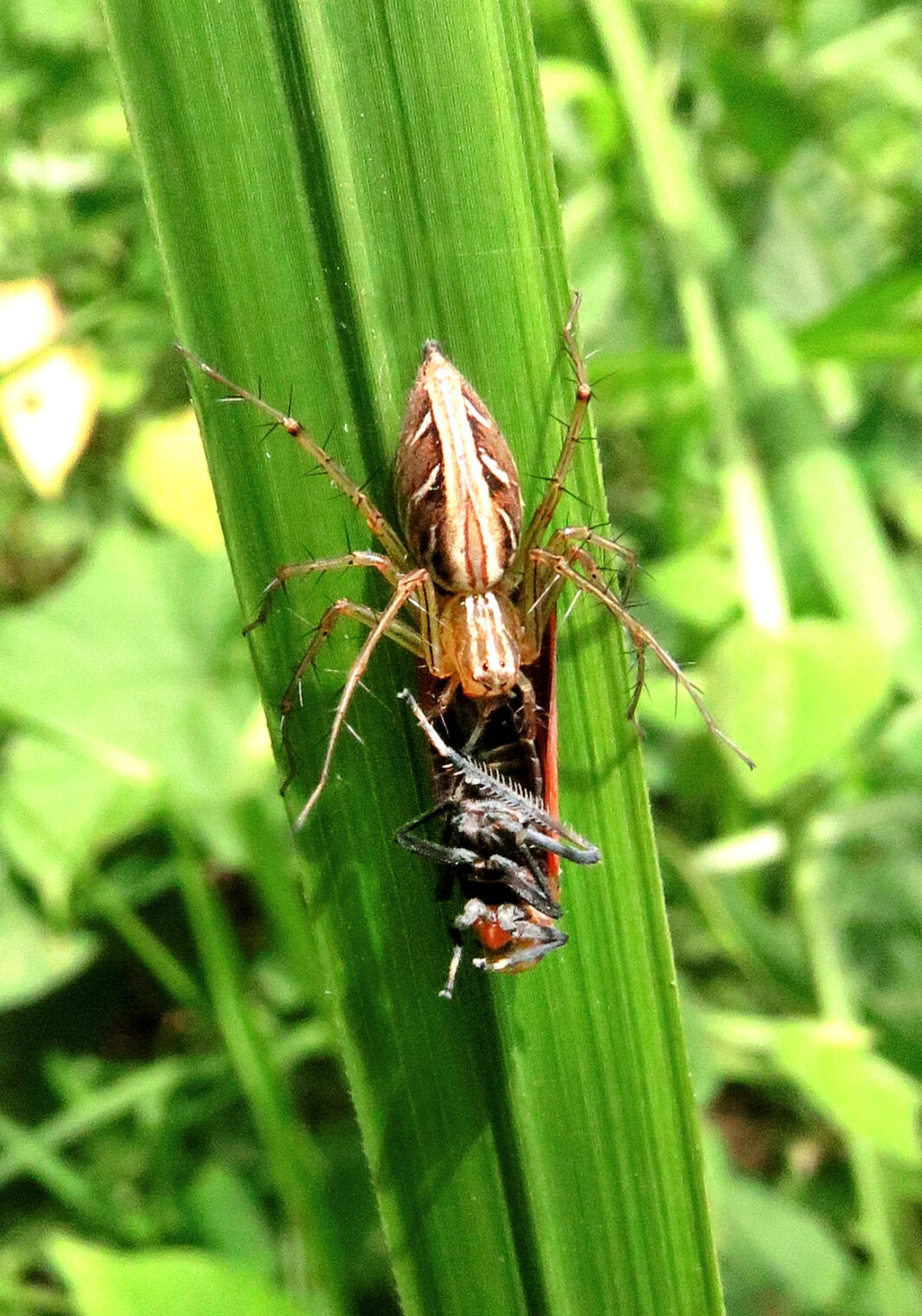 Lynx Spiders (Family Oxyopidae) – Bali Wildlife