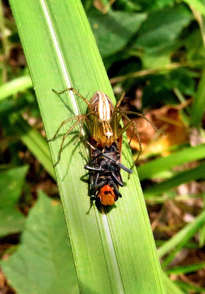 Lynx Spiders (Family Oxyopidae)