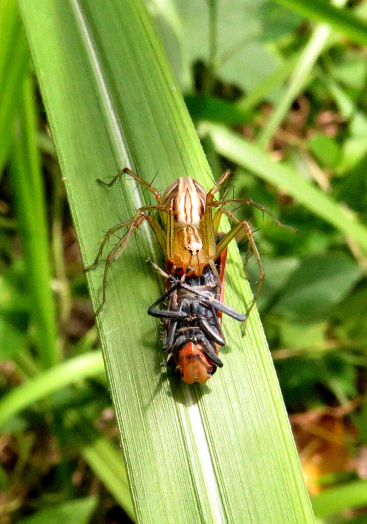 Lynx Spiders (Family Oxyopidae)