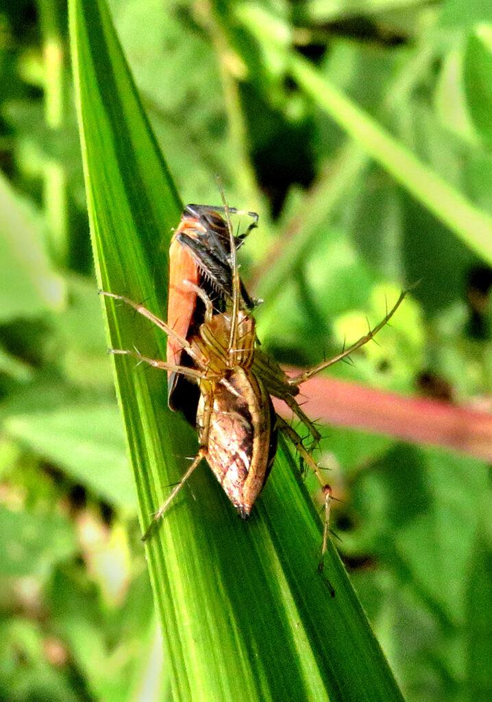 Lynx Spiders (Family Oxyopidae)