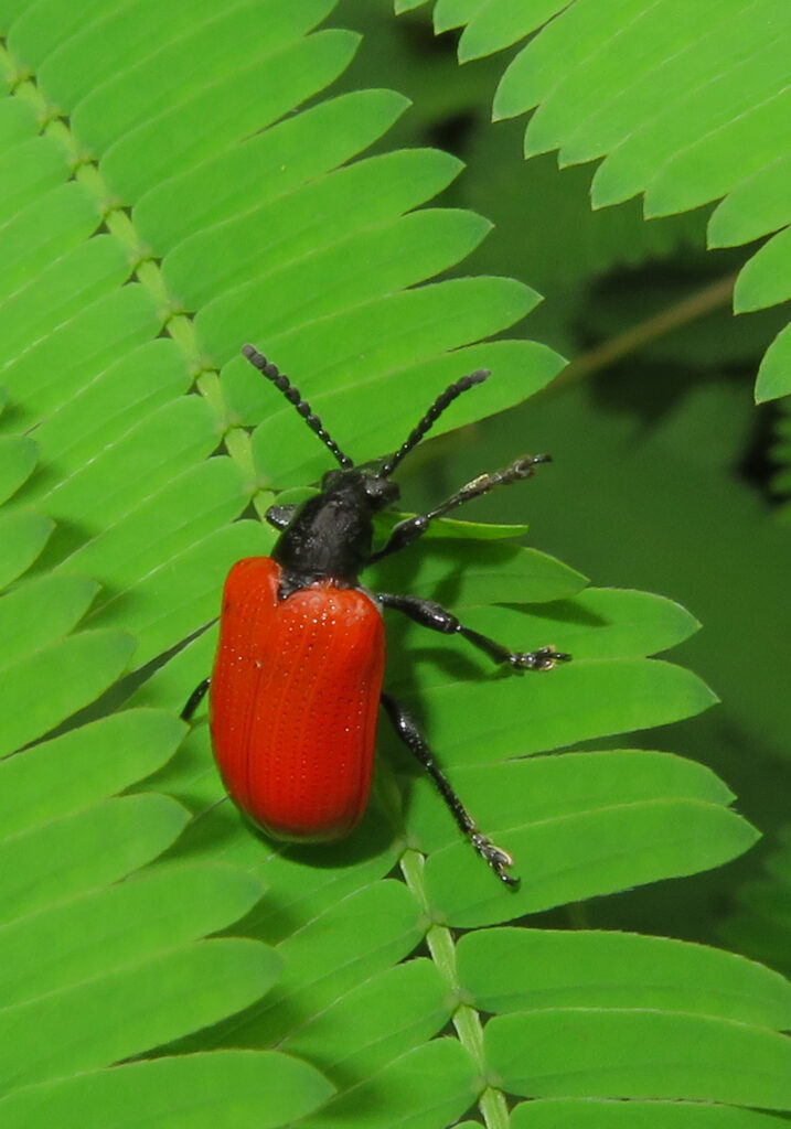 Shining Leaf Beetles (Subfamily Criocerinae)