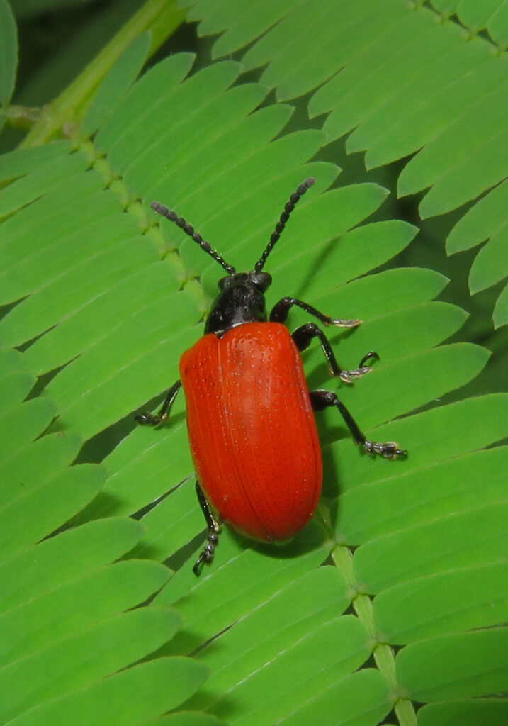 Shining Leaf Beetles