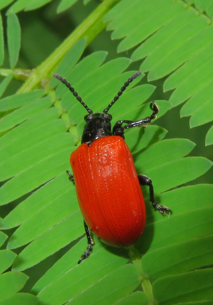 Shining Leaf Beetles