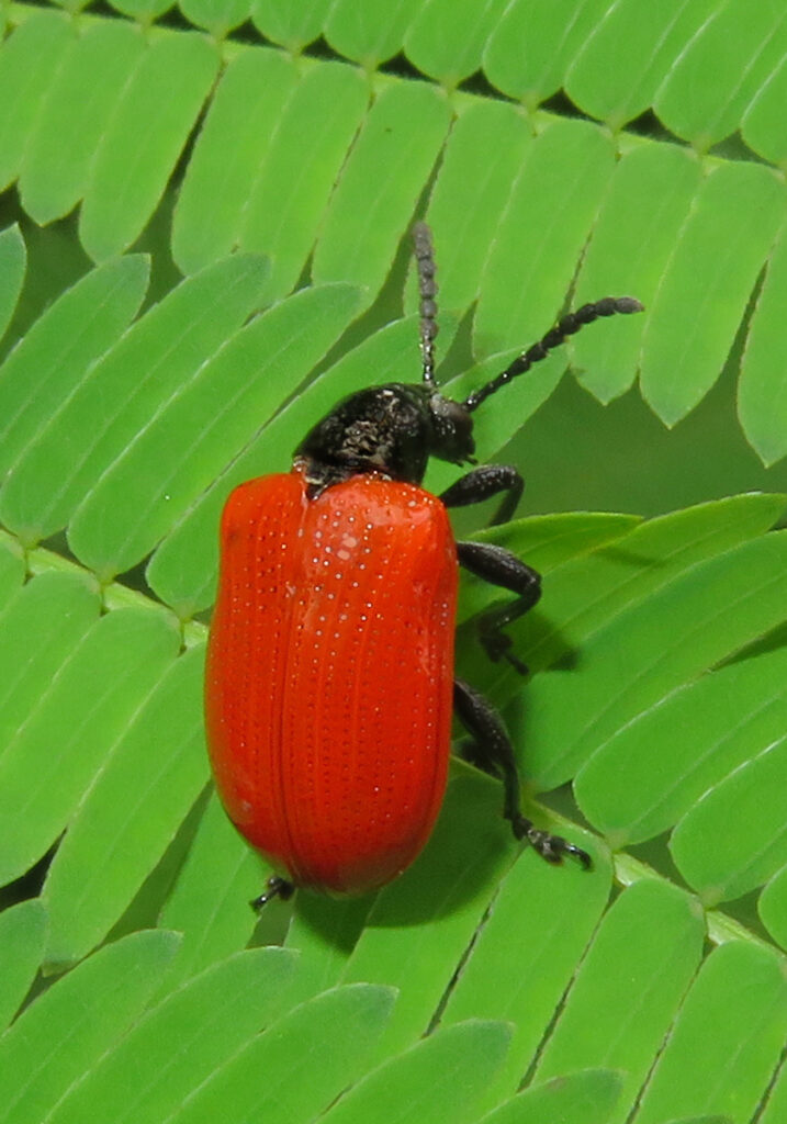 Shining Leaf Beetles