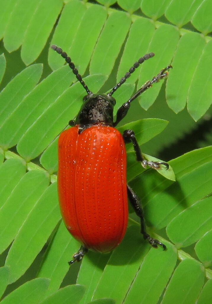 Shining Leaf Beetles