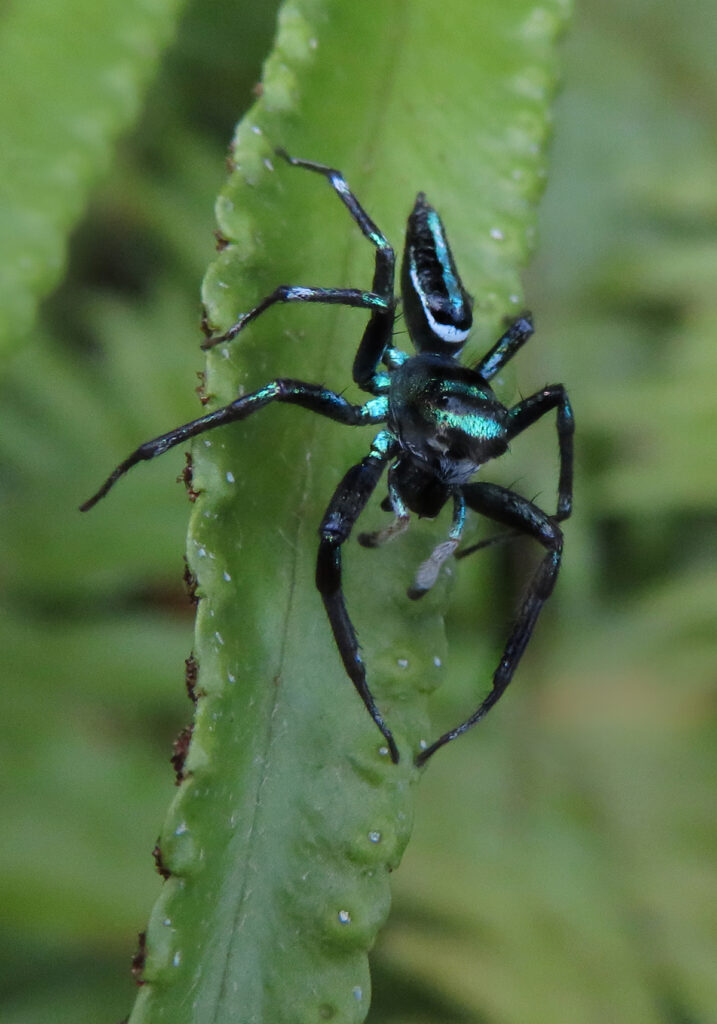 Sea-green Northern Jumper