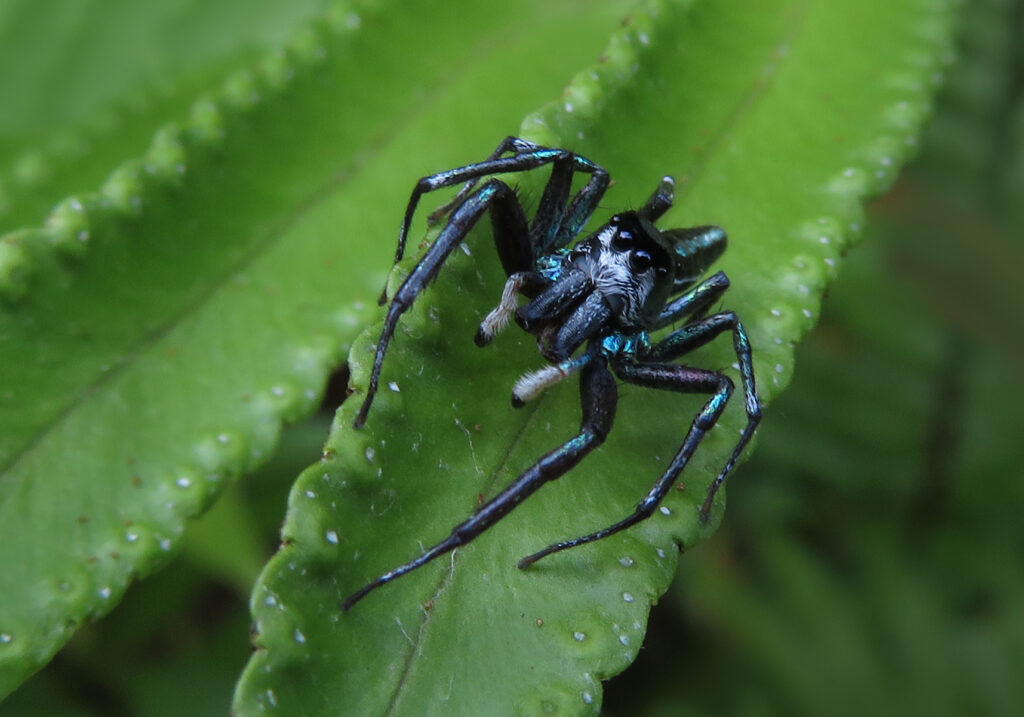 Sea-green Northern Jumper