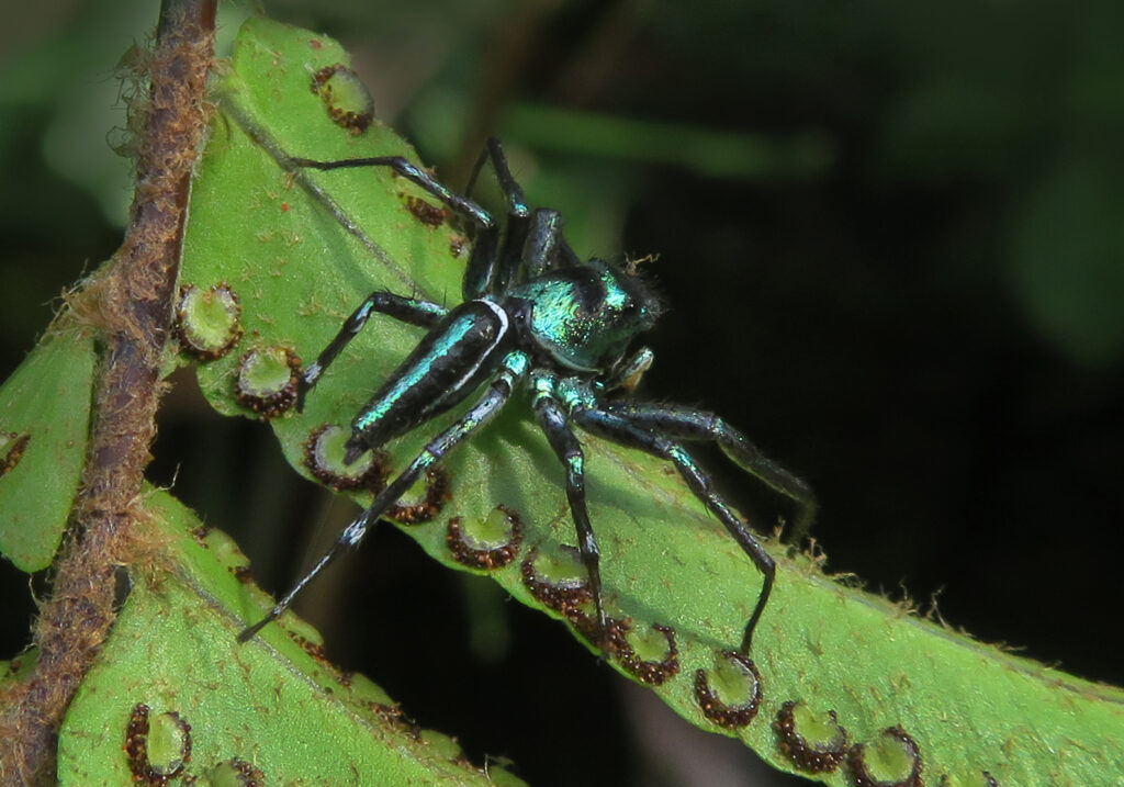 Sea-green Northern Jumper