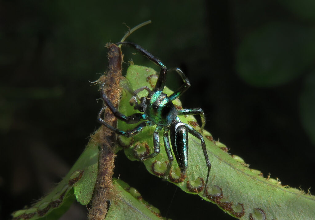 Sea-green Northern Jumper