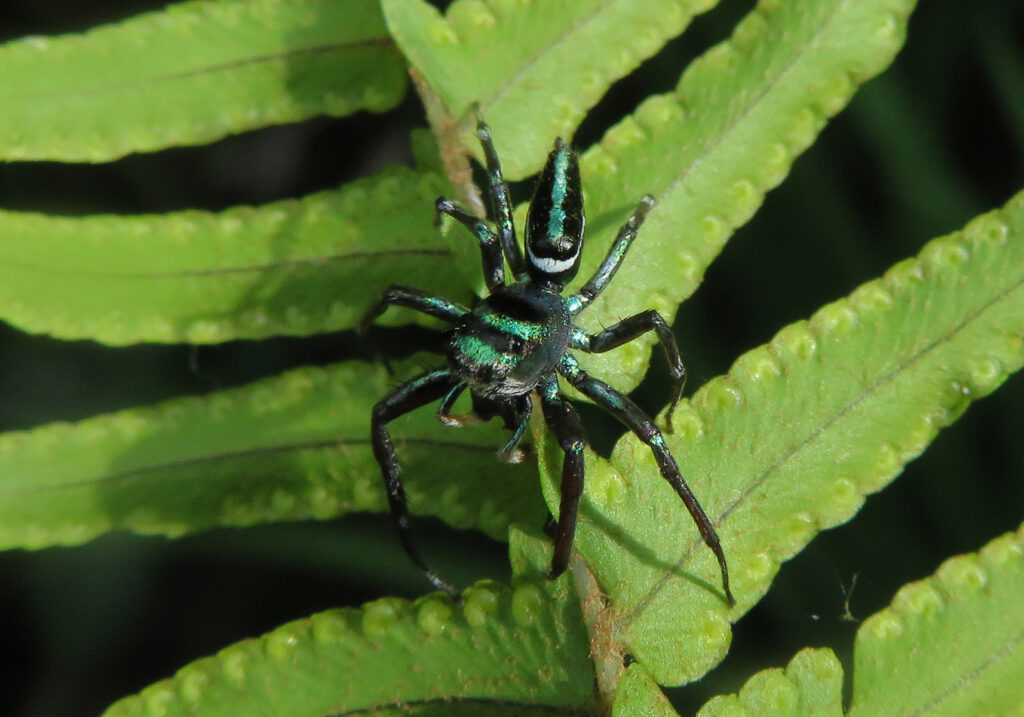 Sea-green Northern Jumper