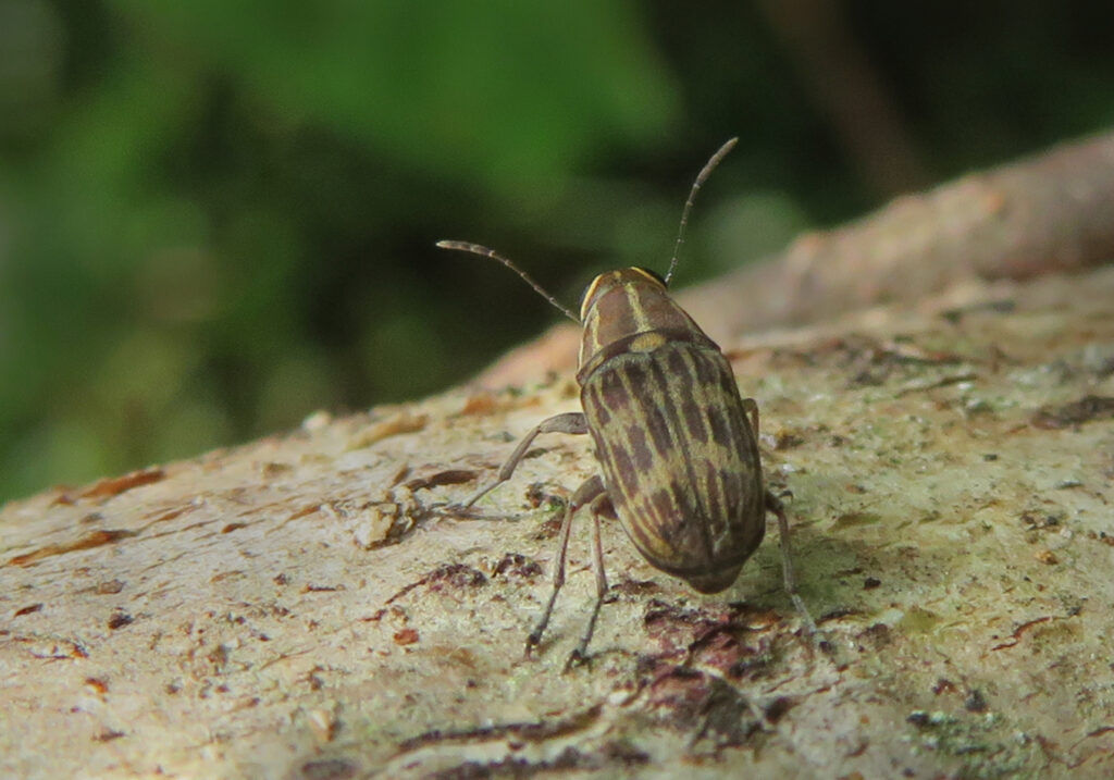 Kumbang Moncong Jamur