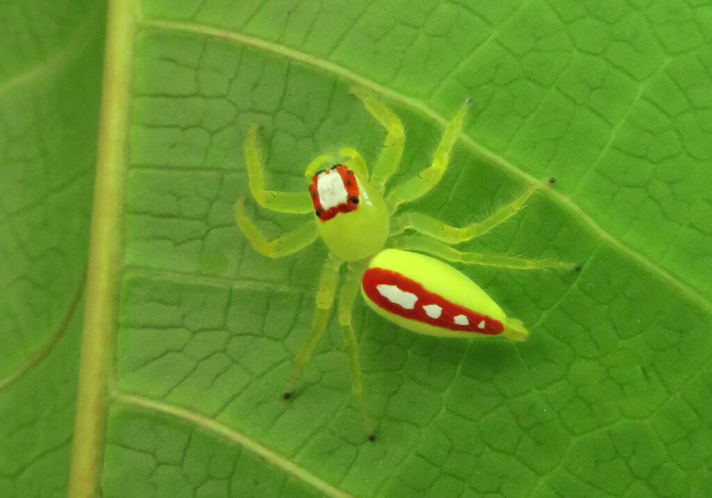 Typical Jumping Spiders (Subfamily Salticinae)