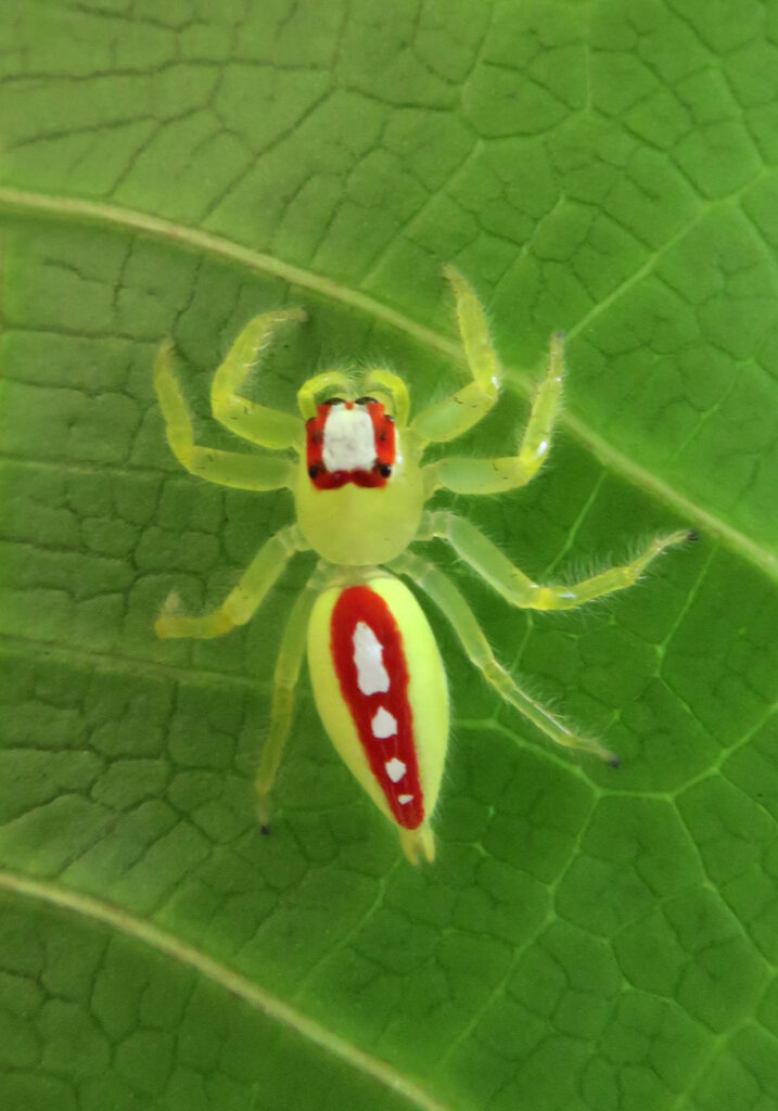 Typical Jumping Spiders (Subfamily Salticinae)