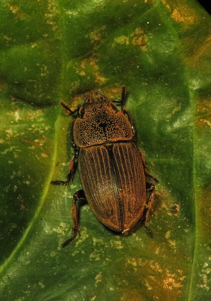 Genus Aegus