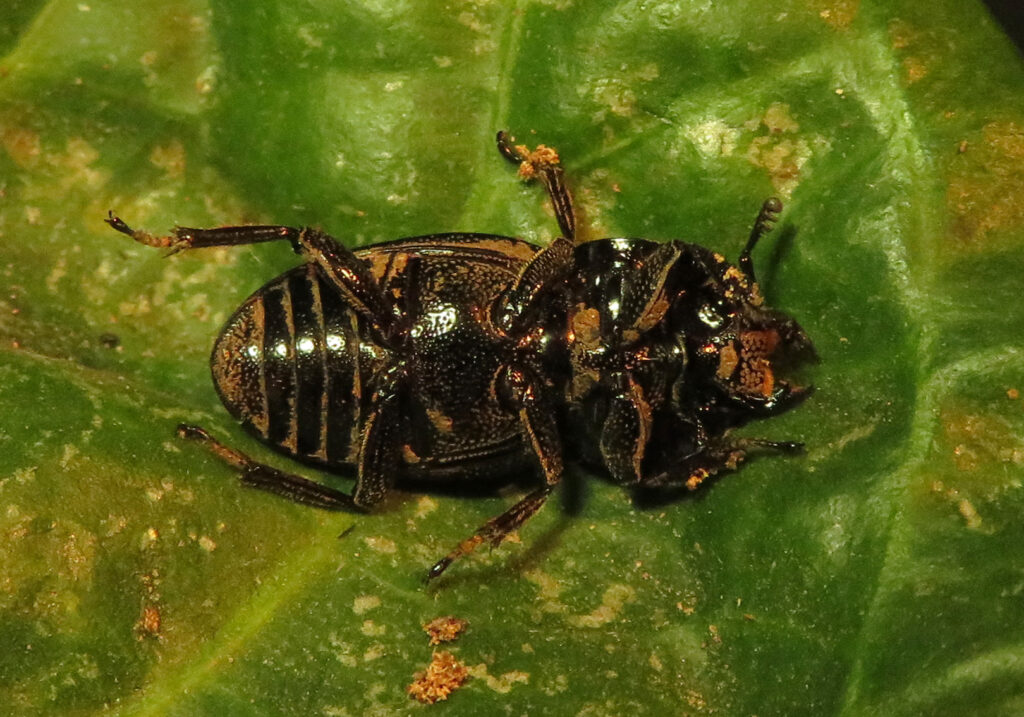 Genus Aegus