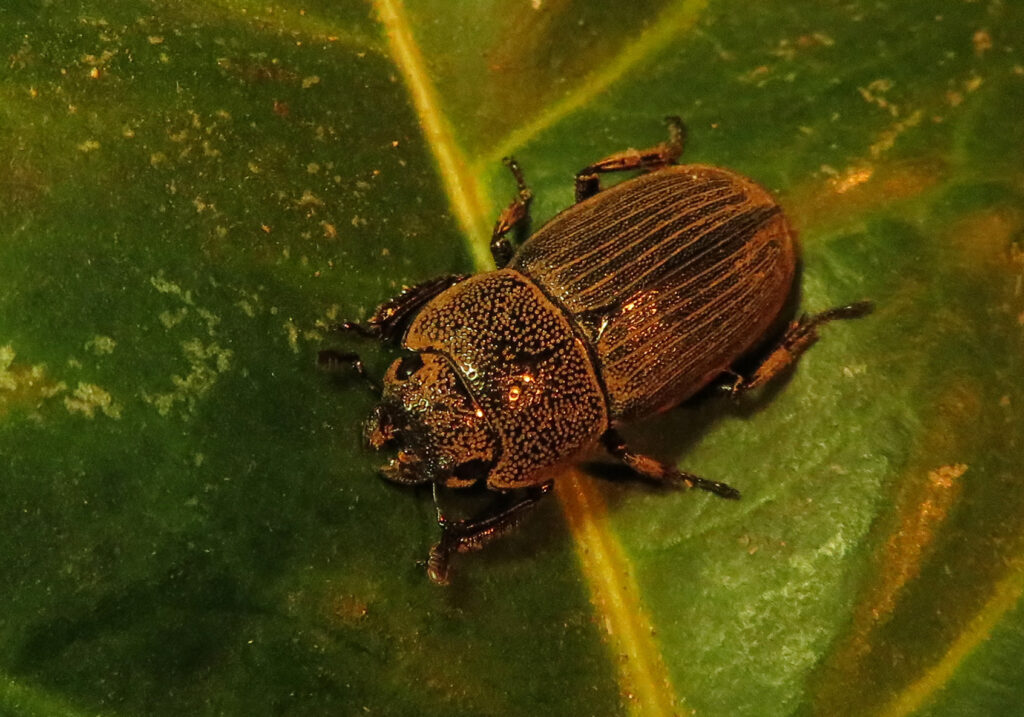Genus Aegus