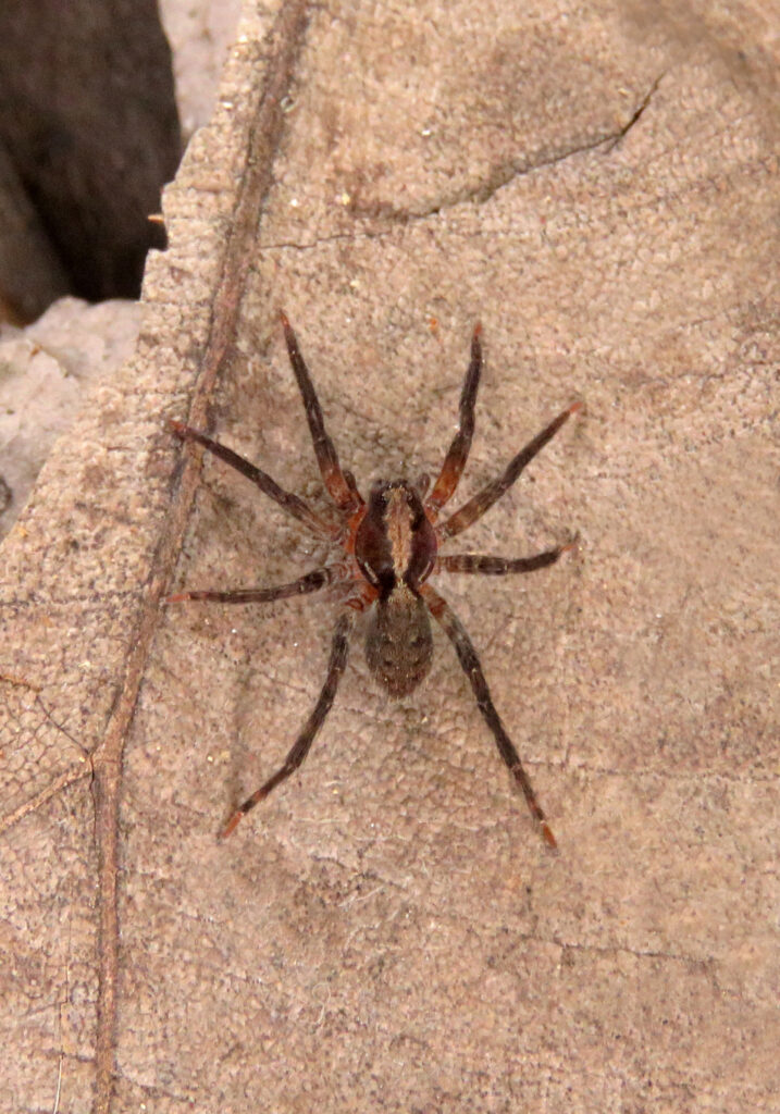 Wolf Spiders and Allies